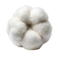 Soft white cotton flower boll isolated on white background