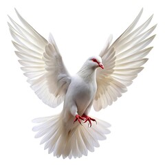 White dove flying with spread wings isolated on white background