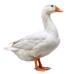 White adult goose standing in profile view isolated on a plain white background