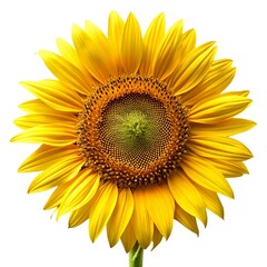 Fototapeta premium Bright yellow sunflower in full bloom with detailed petals isolated on white background