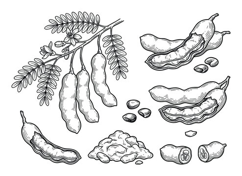 Botanical illustration showcasing tamarind elements: pods, seeds, branch, and cross-sectional views.