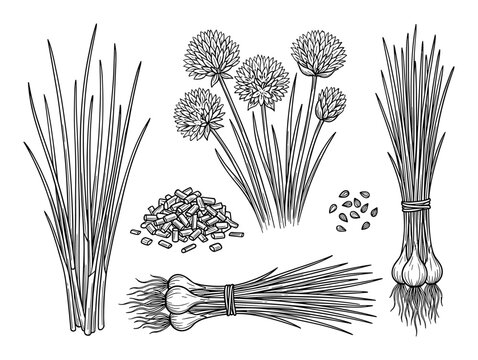 Botanical vector set showing chives, bunch, flowers, chopped chives, and seeds. Perfect for culinary projects.