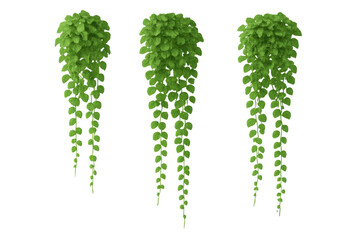 Hanging plant with lush green leaves creating a natural decorative element. Useful for architectural renders and interior designs