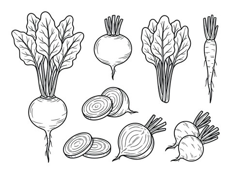 Collection of fresh beetroot, sliced beets, beet greens line art vector illustration set.