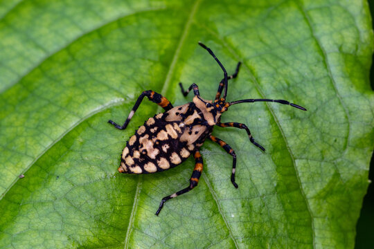 Percevejo Camptischium clavipes