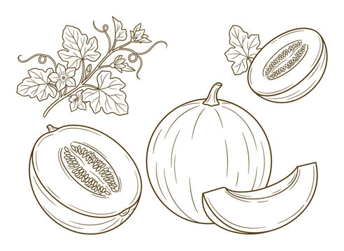 Detailed cantaloupe melon illustration with leaf and slice in outline art. Fresh fruit drawing.