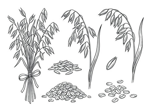 Detailed black and white line art drawing of oats plant, including bundles, seeds, stalks, grains.