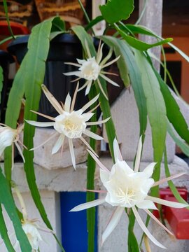 An ornamental flower, Epiphyllum oxypetalum or wijaya kusuma flower growing on the pot