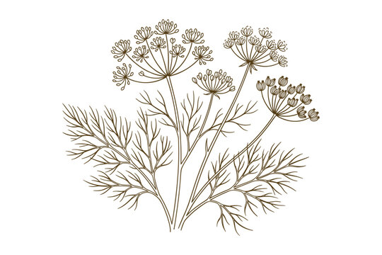 Detailed dill plant line drawing. Brown outline with flower heads and leaves on white background.