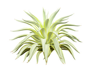 Fototapeta premium Tropical agave plant isolated on white background.This has clipping path.