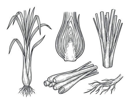 Detailed lemongrass plant line art illustration, with various cuts and stem sections in black and white.