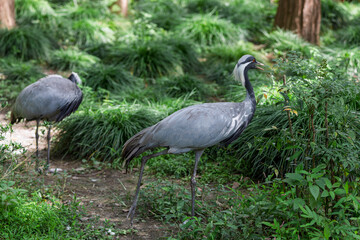 Fototapeta premium Chinese national key protected wild animal the demoiselle crane