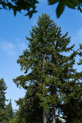 Fototapeta premium Logger high up in a large mature Douglass fir tree, part of a team cutting trees down and clearing land for new housing development, house construction project 