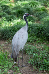 Naklejka premium Chinese national key protected wild animal the demoiselle crane