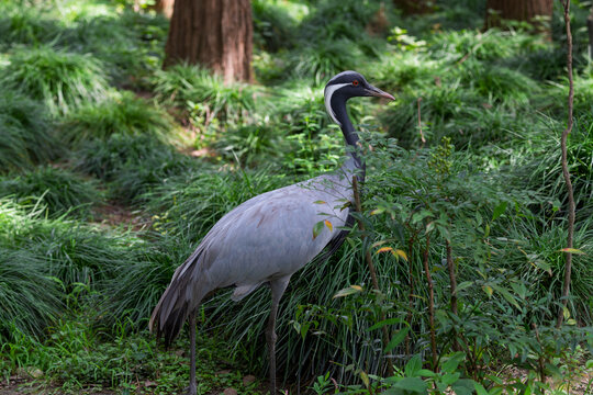 Chinese national key protected wild animal the demoiselle crane