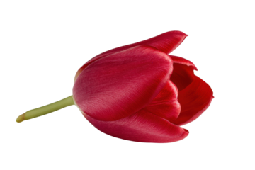 Single red tulip flower isolated on black background studio shot bloom blossom, Png, Isolated on Transparent Background, Cut Out