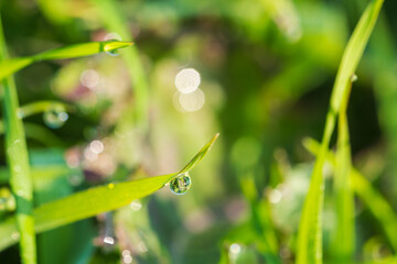 冬の朝　野草に付いた輝く雫をマクロ撮影07