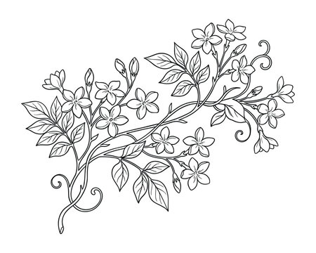 Elegant floral branch illustration. Featuring detailed flowers, leaves, and delicate line work.