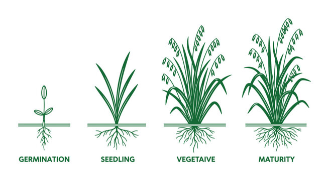 Illustration of oat plant growth phases, from germination to seedling, vegetative and maturity stages.