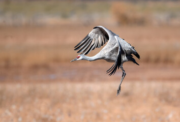 Naklejka premium Sandhill crane landing gracefully uo close in Whitewater Draw Arizona