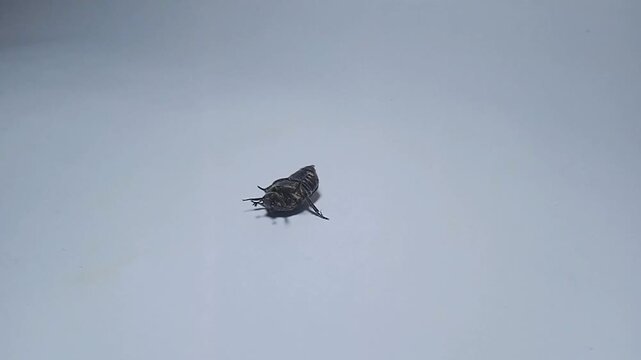 A mango flower beetle (Protaetia acuminate) on a white background