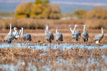 Fototapeta premium Sandhill crane walking up close and with grace in Whitewater Draw Arizona
