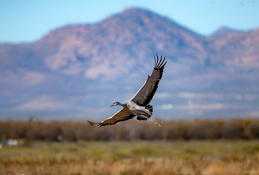 Sandhill crane landing up close and with grace in Whitewater Draw Arizona