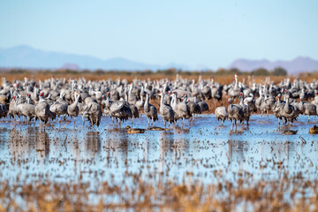 A large number of Sandhill cranes resting with grace in Whitewater Draw Arizona