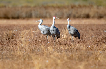 Naklejka premium Sandhill crane chilling up close and with grace in Whitewater Draw Arizona