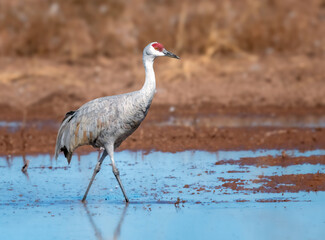 Naklejka premium Sandhill crane walking with grace on water in Whitewater Draw Arizona