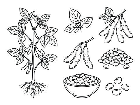 Monochrome vector drawing of soybean plant with leaves, pods, and beans. Detailed line art style.