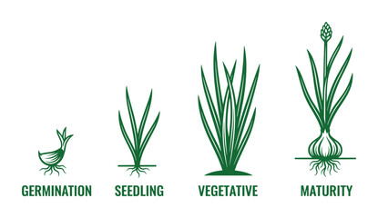 Onion Growth Stages vector illustration, life cycle process, germination, seedling, vegetative, maturity.