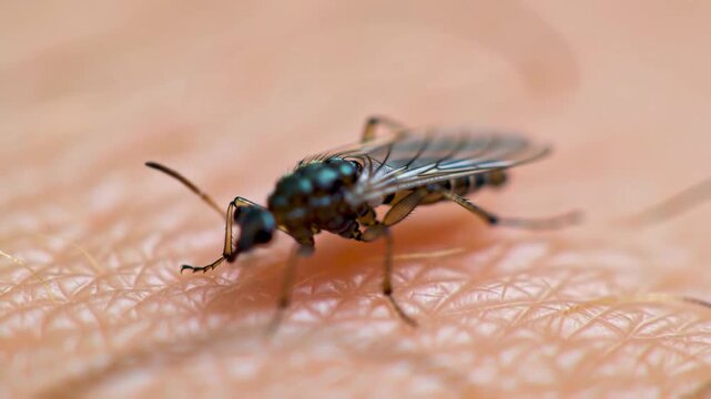 Tiny insect on human skin, close-up, illustrating biology, healthcare, or allergy topics