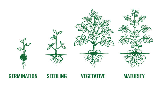 Potato plant growth stages: Germination, Seedling, Vegetative, and Maturity phase vector diagram.