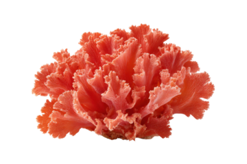 Bright orange coral with delicate frilly edges on a black background ocean marine, Png, Isolated on Transparent Background, Cut Out