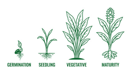 Vector plant growth stages with germination, seedling, vegetative and maturity diagrams in detail.