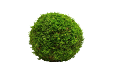 Round green moss ball isolated on black background natural texture sphere, Png, Isolated on Transparent Background, Cut Out