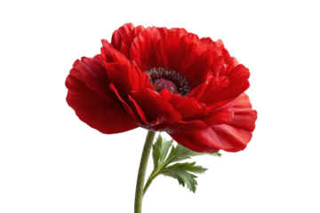 Vibrant red anemone flower with dark center and green stem on black poppy bloom, Png, Isolated on Transparent Background, Cut Out
