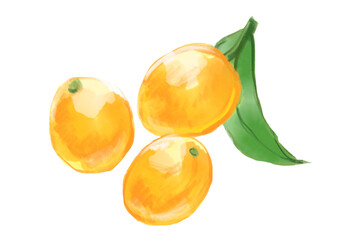 新鮮で美味しそうなオレンジの金柑の手描き水彩イラスト
