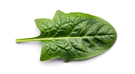 Fototapeta premium A single spinach leaf on a png transparent
