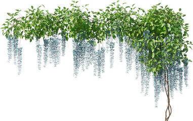 Obraz premium Blue Wisteria Hanging Flower Vine Isolated on Transparent Background
