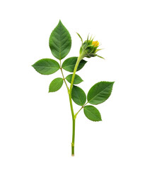 Obraz premium A single rose bud with green leaves on a png transparent