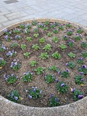 flower bed in the garden