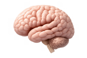 Human brain representing intelligence, memory, thought, and cognitive functions with transparent background