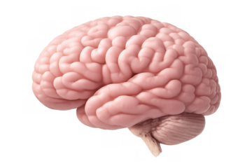 Human brain organ representing thought, intelligence, learning, and psychology isolated on a transparent background