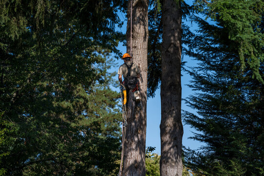 Logger high up in a large mature Douglass fir tree, part of a team cutting trees down and clearing land for new housing development, house construction project
