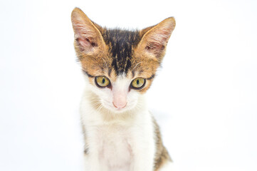 Obraz premium Adorable calico kitten with big curious eyes looking at camera, isolated on white background. Perfect for pet care, veterinary, adoption, and domestic animal themes.