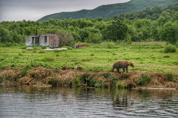Brown bear strolls along grassy riverbank while three cubs rest nearby in lush grass. Wild Kamchatka nature, Kronotsky Reserve, intimate wildlife family moment. © Mariia