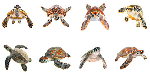 Obraz premium Turtles in motion front view transparent background