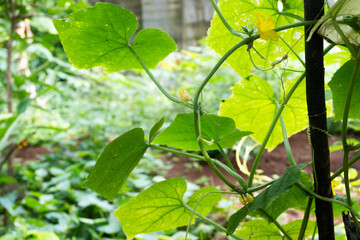 Obraz premium Lush green leaves and vines thriving in a serene garden environment from a close-up viewpoint